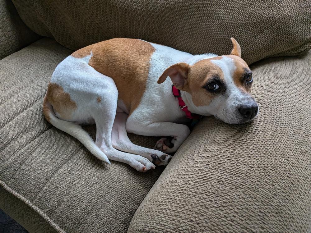 Enlarge Roscoe, a Adoptable mixed breed in Pottstown, PA image 4/6