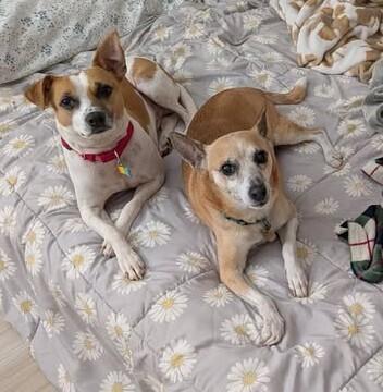 Enlarge Roscoe, a Adoptable mixed breed in Pottstown, PA image 5/6