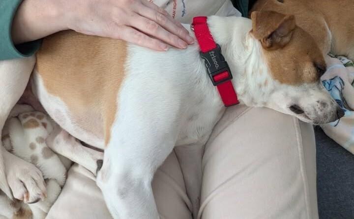 Enlarge Roscoe, a Adoptable mixed breed in Pottstown, PA image 6/6