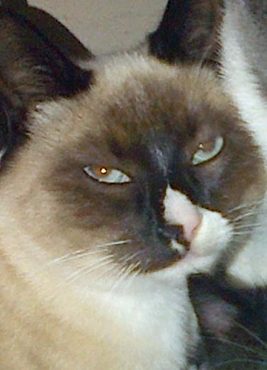 Enlarge Tyke, a Adoptable mixed breed in Woodland Hills, CA image 1/2