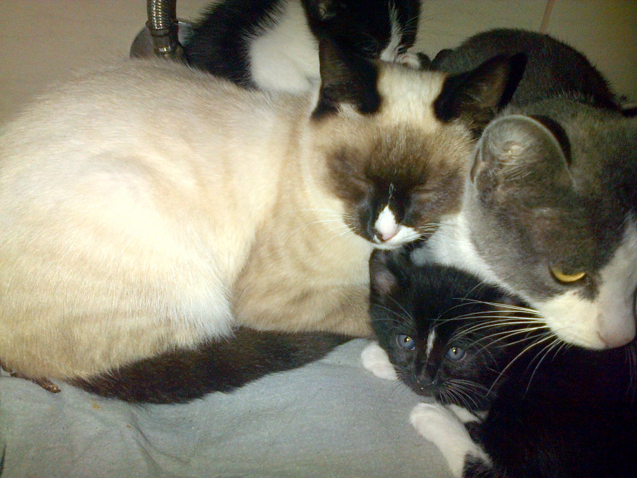 Tyke photo 2