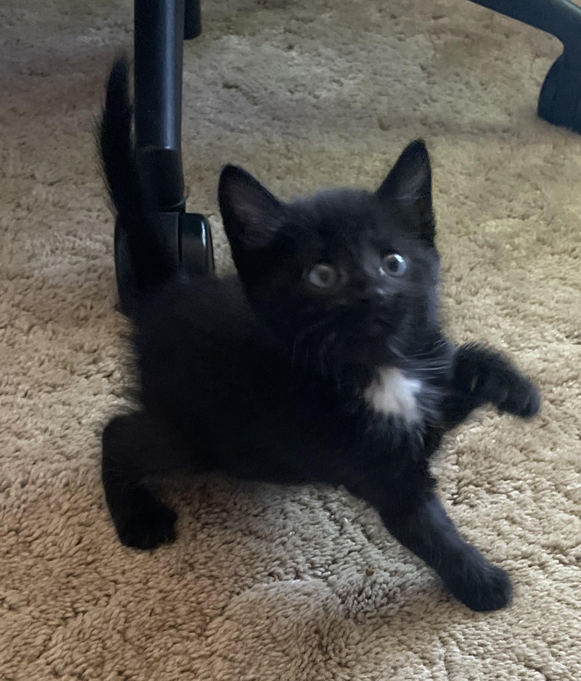 Kit, ADOPTABLE, Kitten Female Domestic Short Hair.