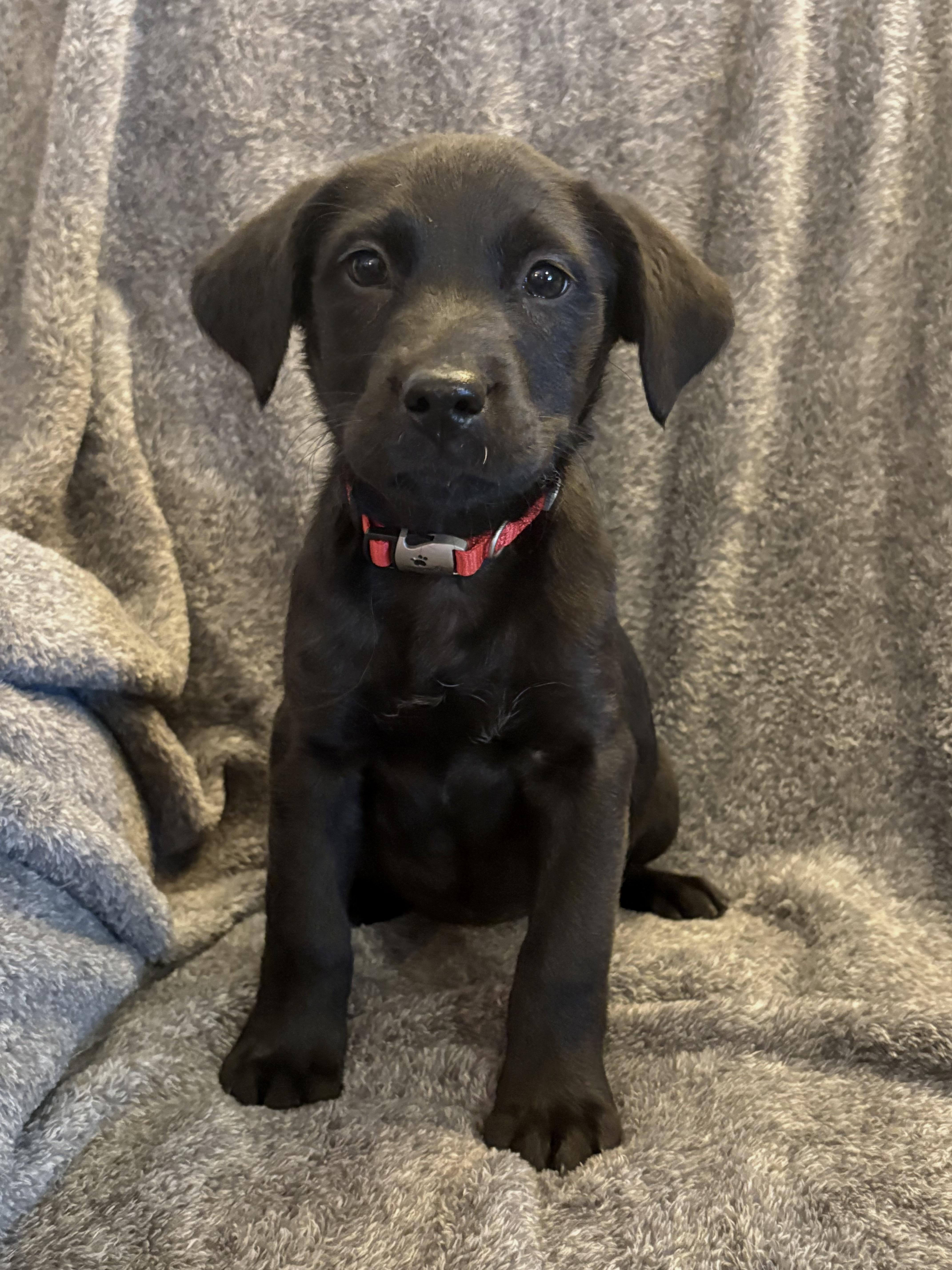 Enlarge Esther, a ADOPTABLE mixed breed in Hillsdale, NY image 1/3