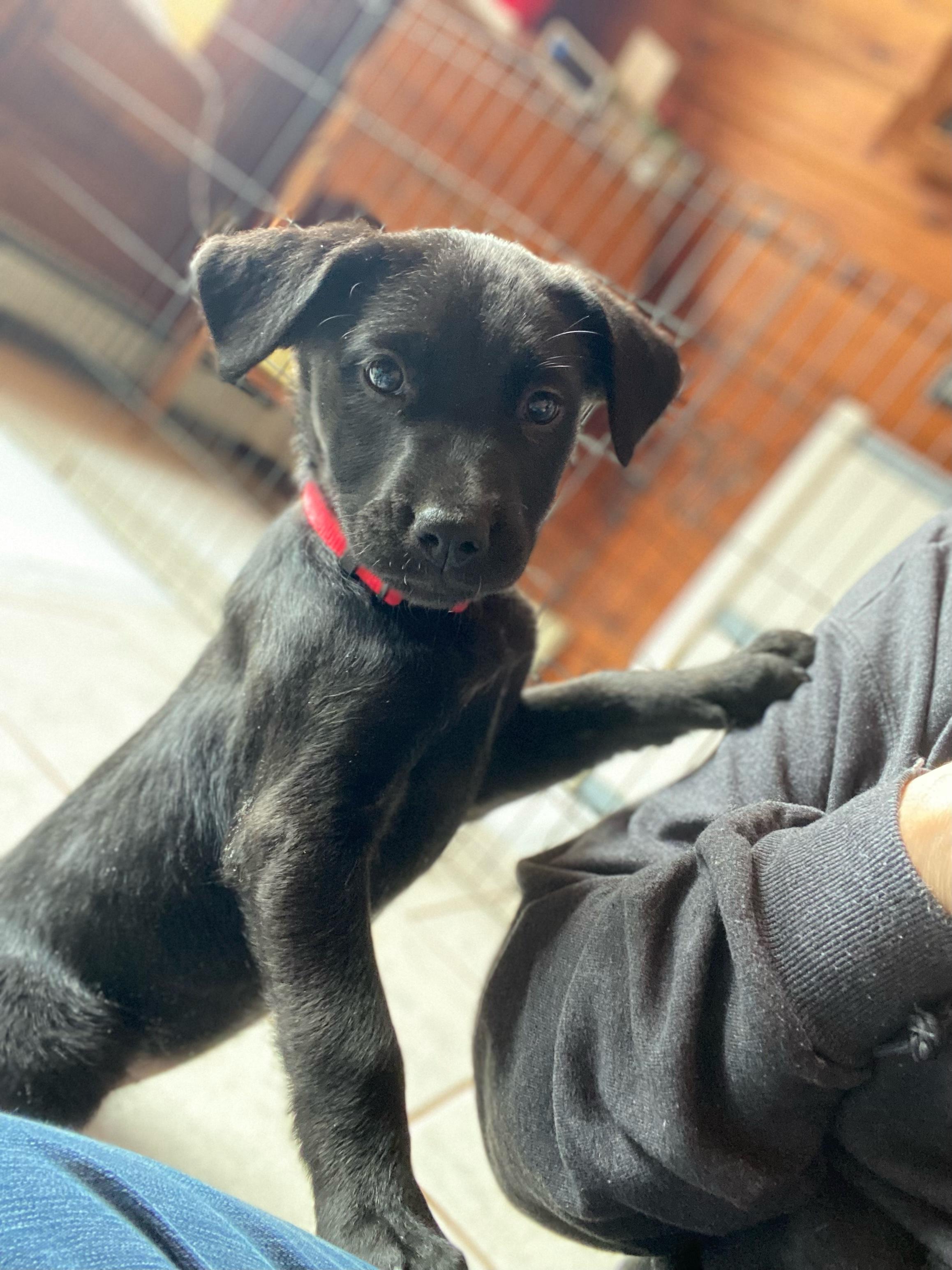 Enlarge Esther, a ADOPTABLE mixed breed in Hillsdale, NY image 3/3