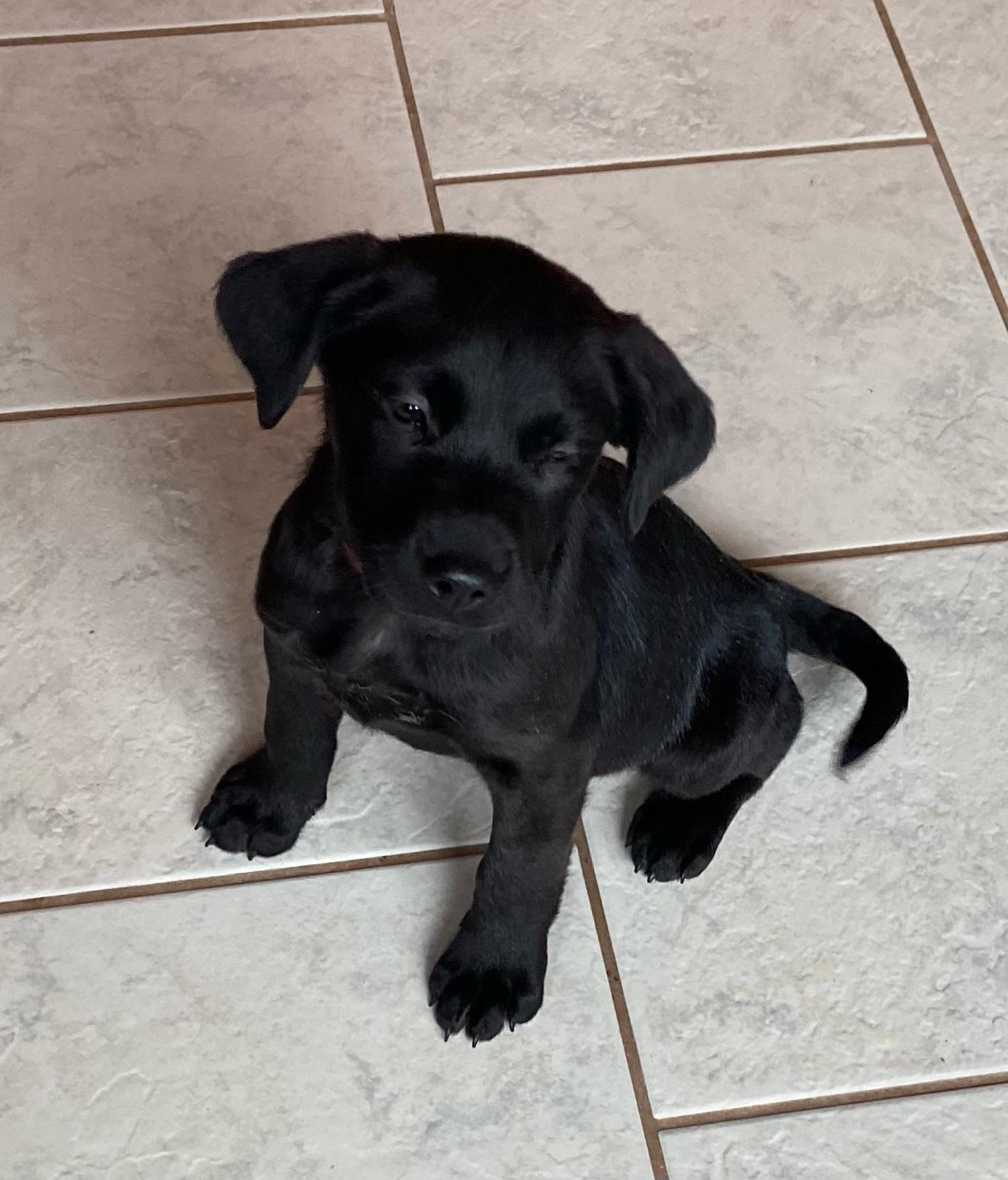 Enlarge Esther, a ADOPTABLE mixed breed in Hillsdale, NY image 2/3