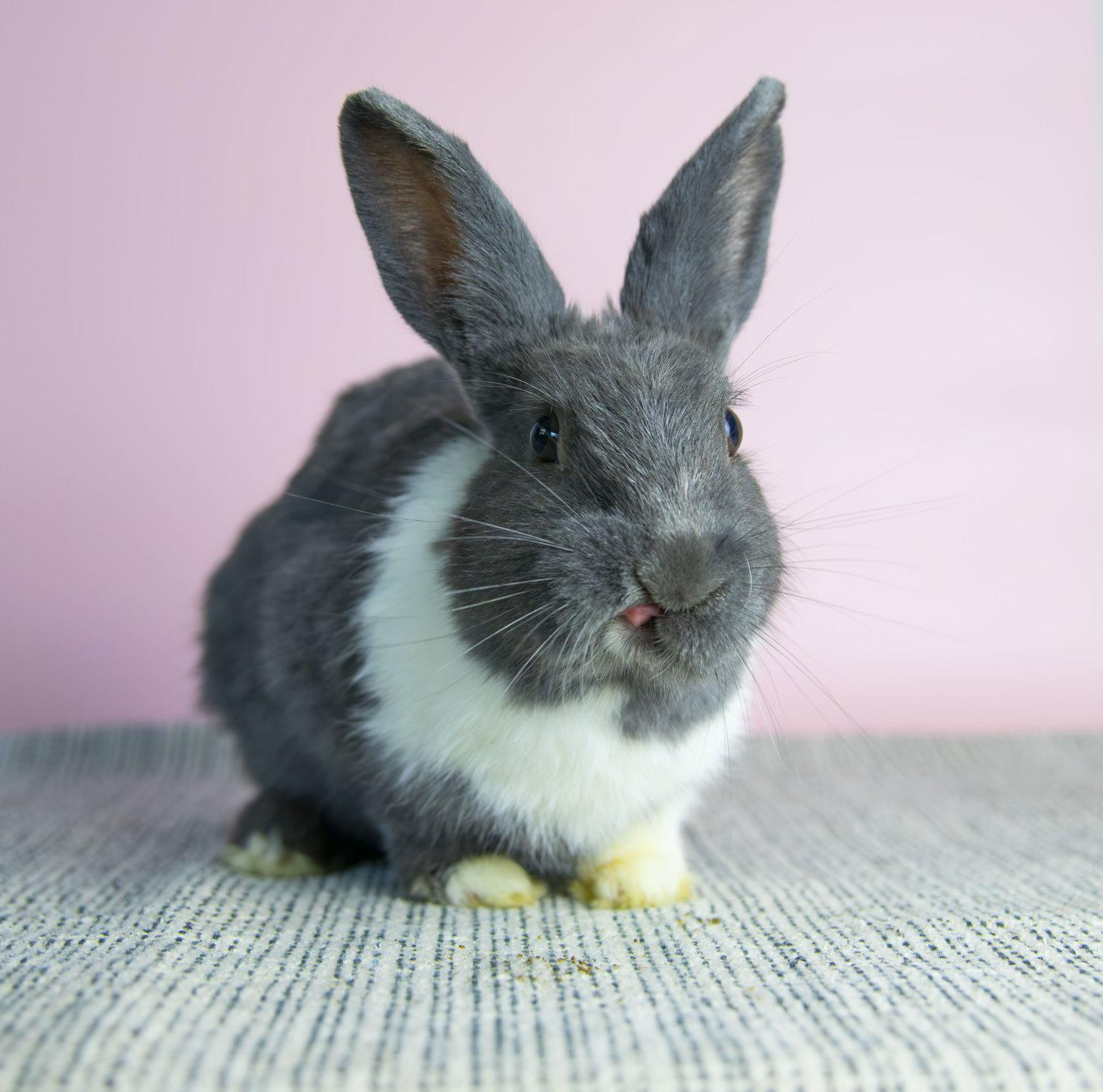 Rayna, Adoptable, Young Female Dutch.