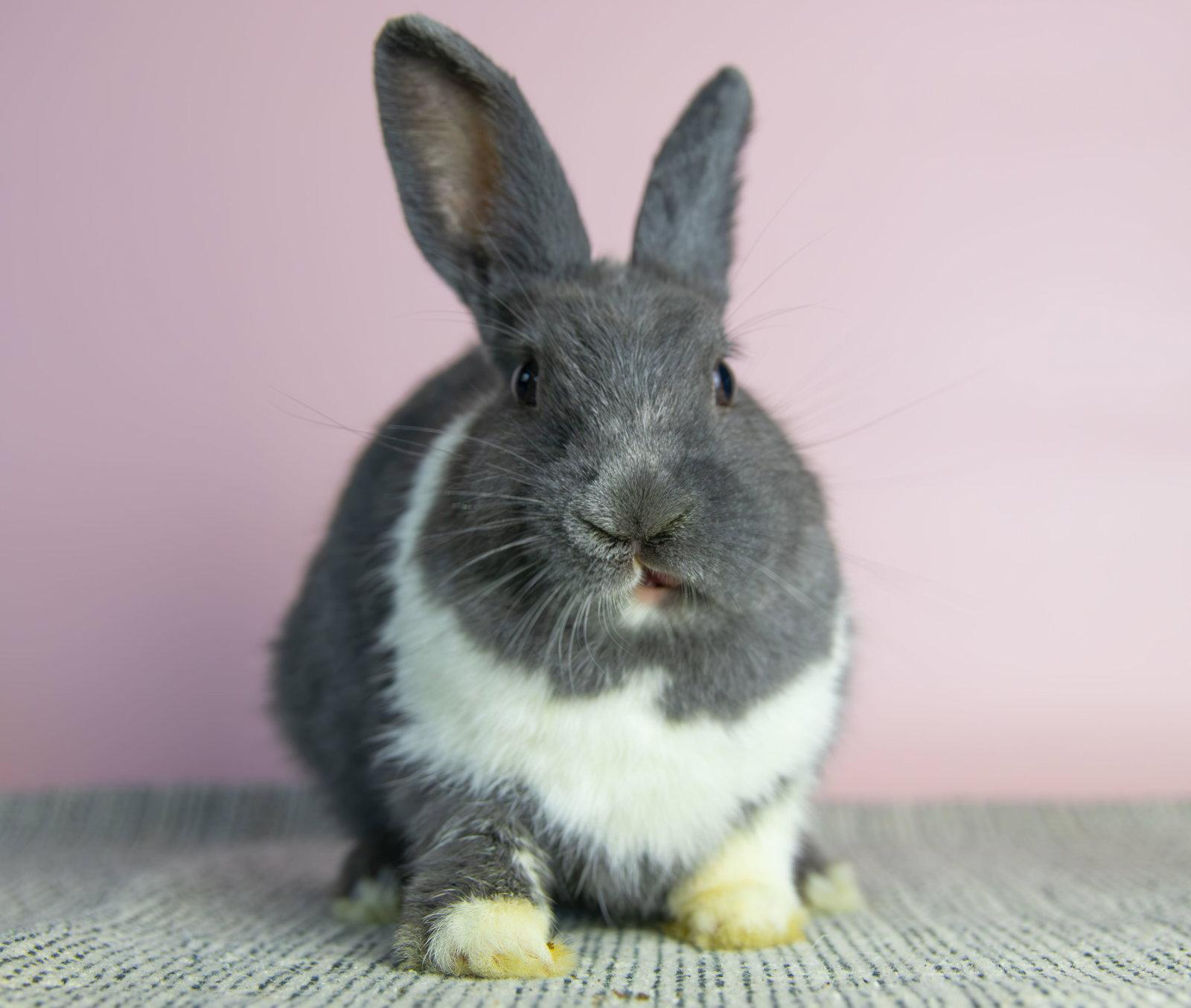Enlarge Rayna, a Adoptable Dutch in Great Neck, NY image 2/3