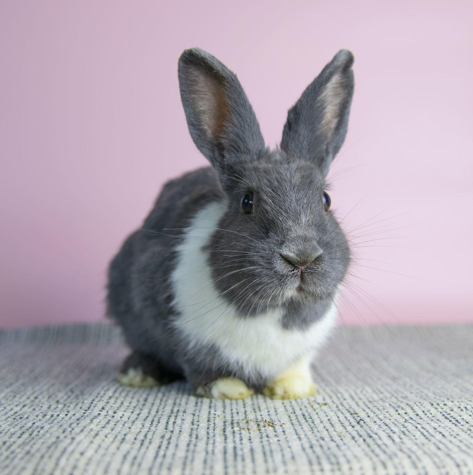 Enlarge Rayna, a Adoptable Dutch in Great Neck, NY image 3/3