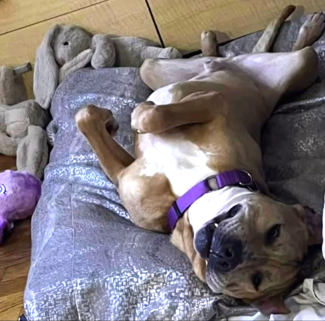 Koda, a Adoptable Mixed Breed image 4/6