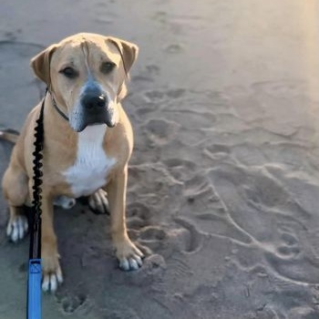 Koda, a Adoptable Mixed Breed image 6/6