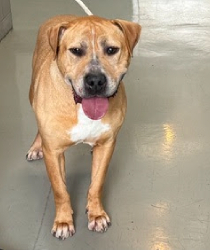 Koda, a Adoptable Mixed Breed image 5/6