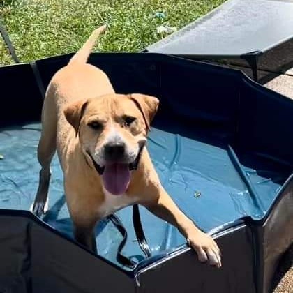 Koda, a Adoptable Mixed Breed image 3/6