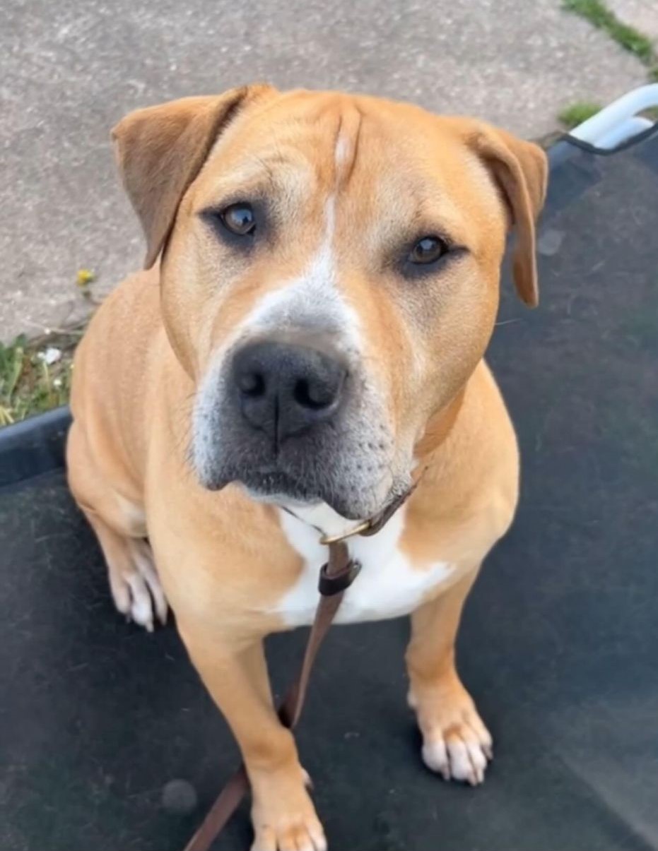 Koda, a Adoptable Mixed Breed image 2/6