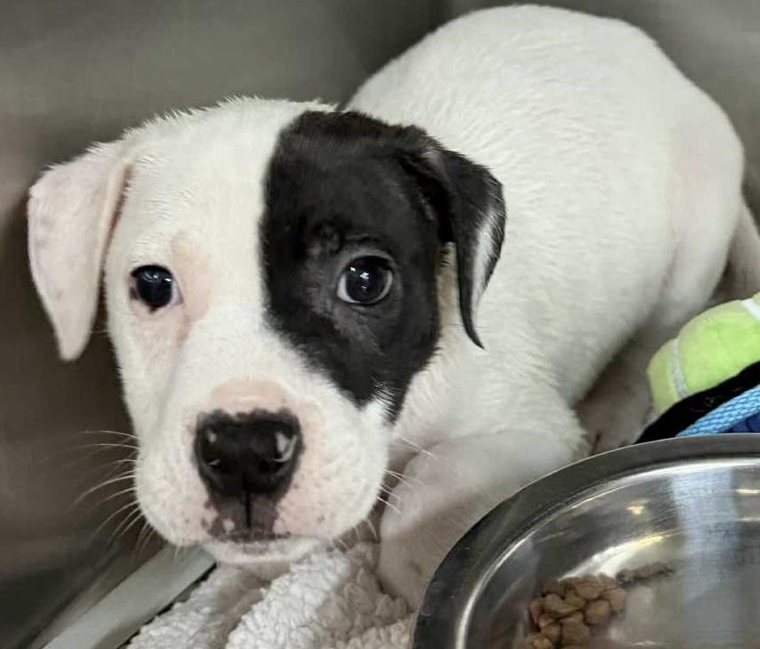 Enlarge Mason, a ADOPTABLE mixed breed in Parma, OH image 1/1