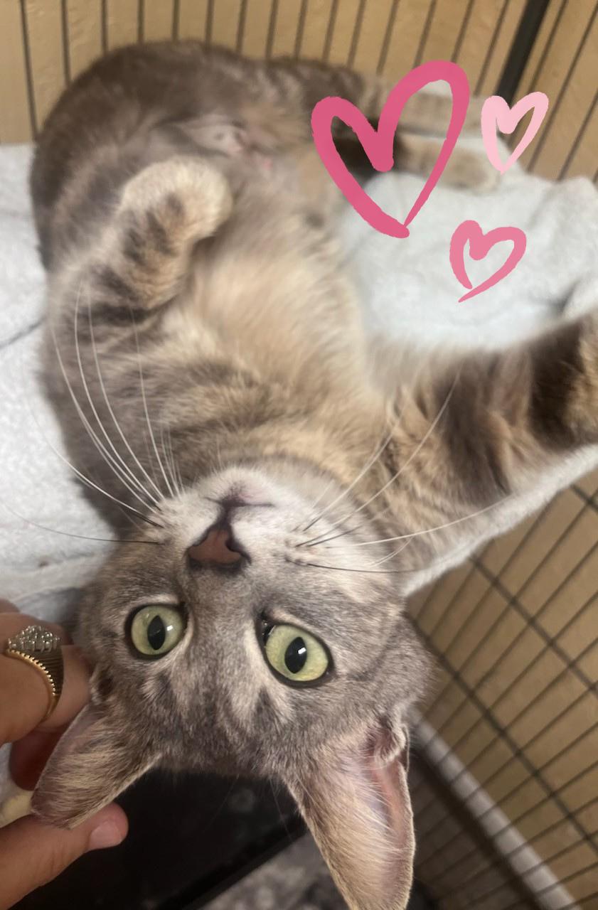 Enlarge Sweet Tart, an adopted Domestic Short Hair in Orlando, FL image 2/6