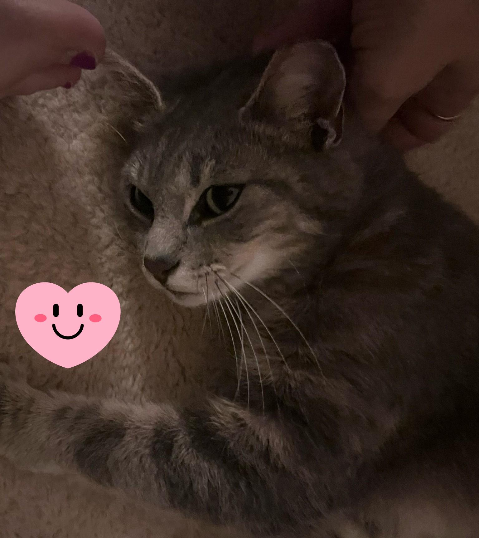 Enlarge Sweet Tart, an adopted Domestic Short Hair in Orlando, FL image 3/6