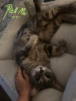 Sweet Tart, adopted, Young Female Domestic Short Hair.