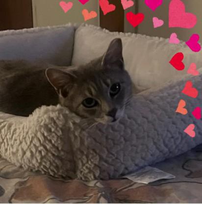 Enlarge Sweet Tart, an adopted Domestic Short Hair in Orlando, FL image 5/6