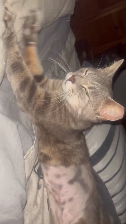 Enlarge Sweet Tart, an adopted Domestic Short Hair in Orlando, FL video 6/6