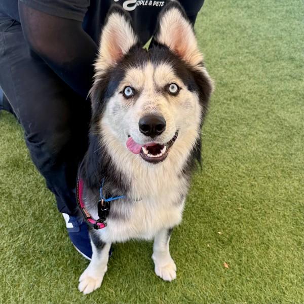 Lumberjack, Adoptable, Young Male Siberian Husky.