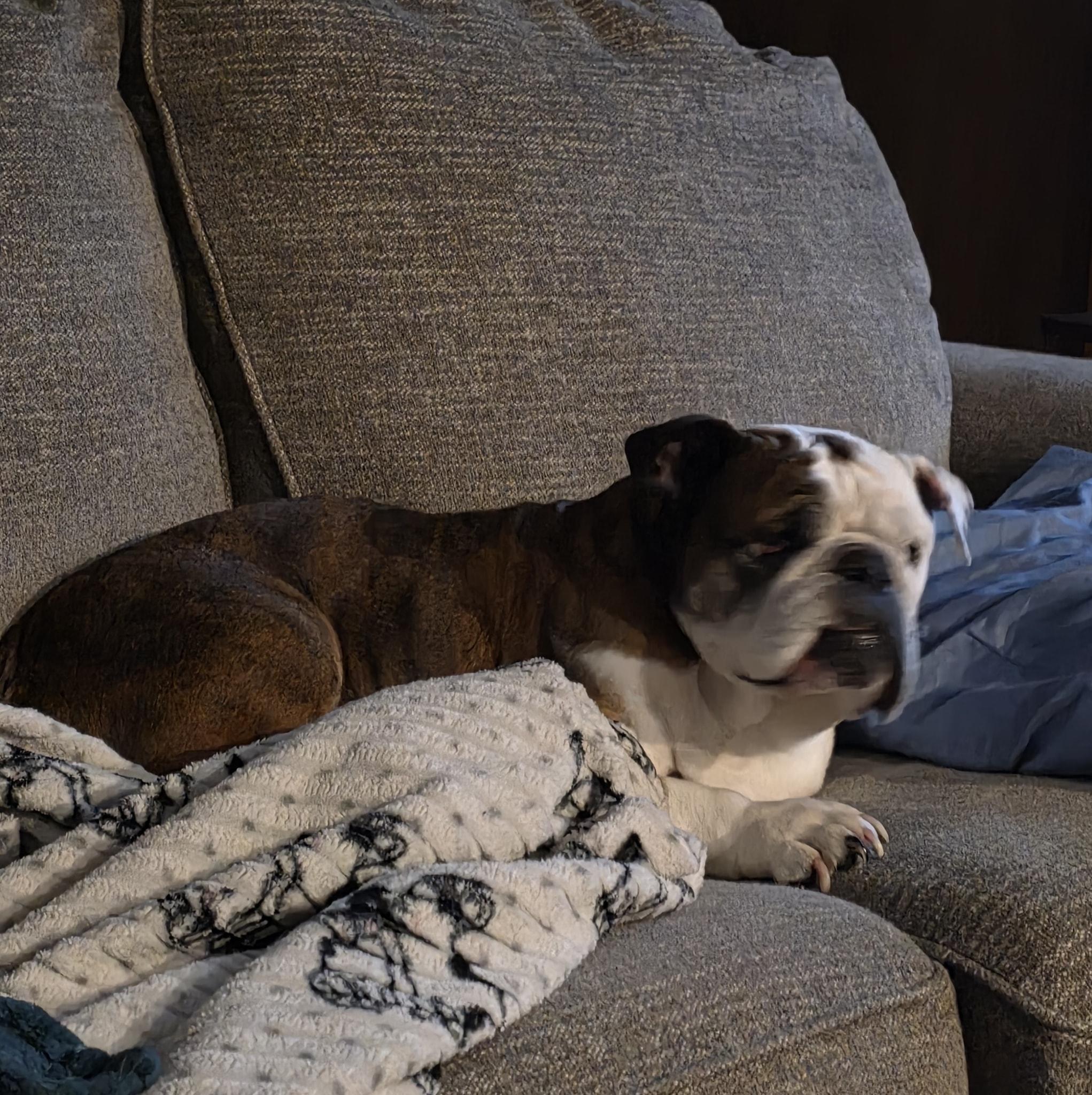 Willa, a ADOPTABLE English Bulldog in Waukesha, WI image 5/5