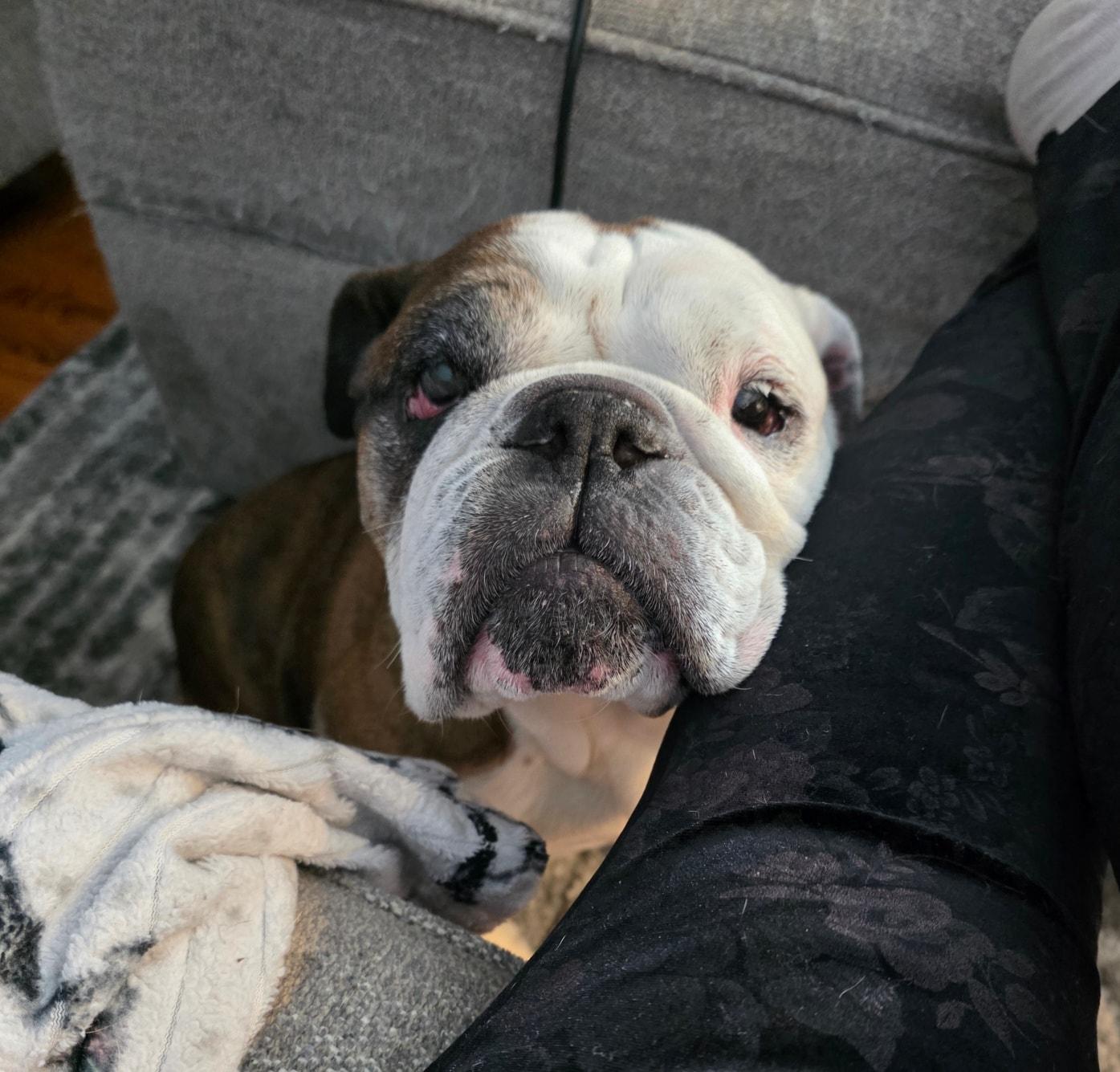 Willa, a ADOPTABLE English Bulldog in Waukesha, WI image 4/5