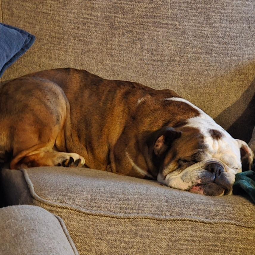 Willa, a ADOPTABLE English Bulldog in Waukesha, WI image 2/5