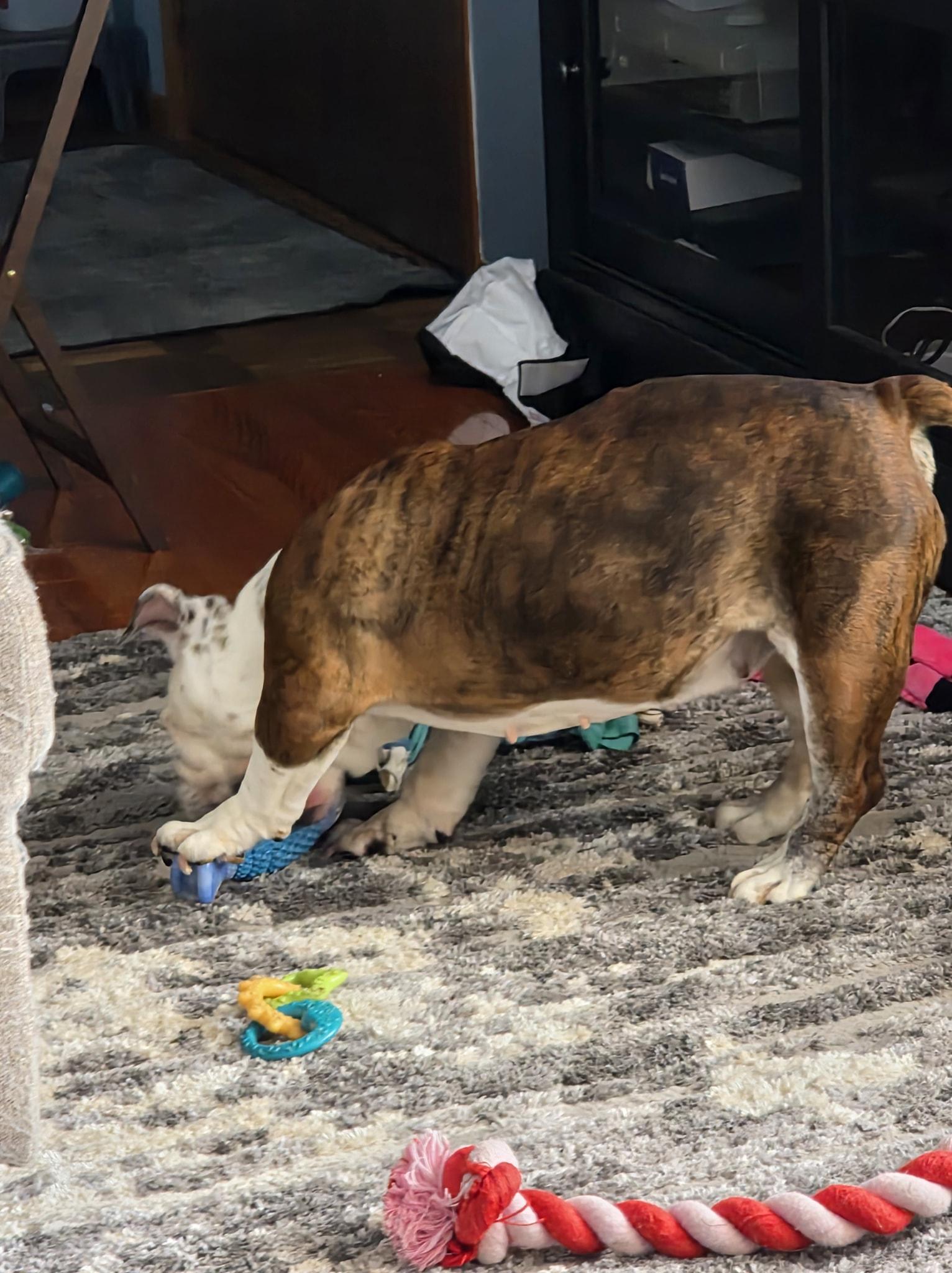 Willa, a ADOPTABLE English Bulldog in Waukesha, WI image 3/5