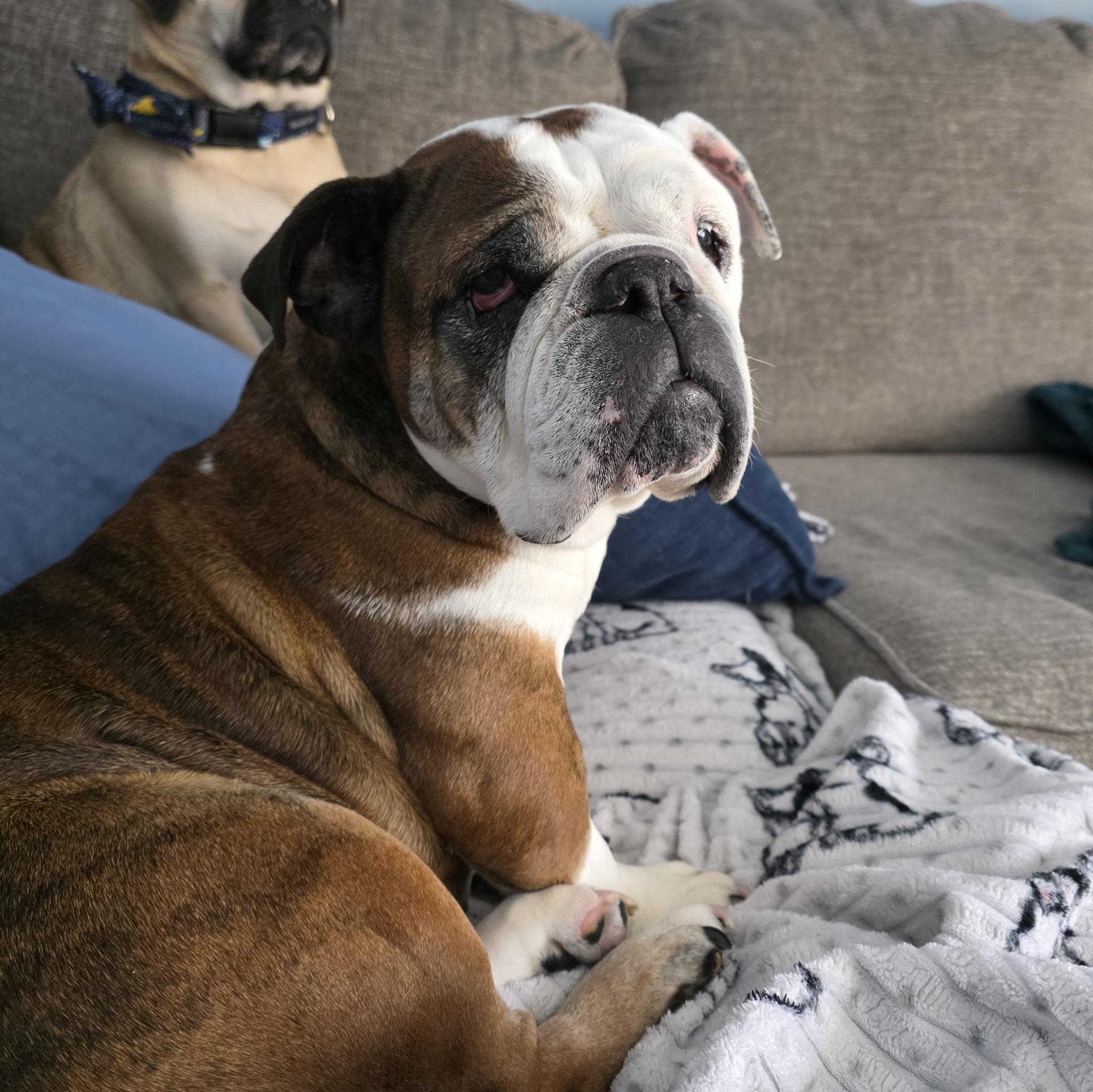 Willa, a ADOPTABLE English Bulldog in Waukesha, WI image 1/5