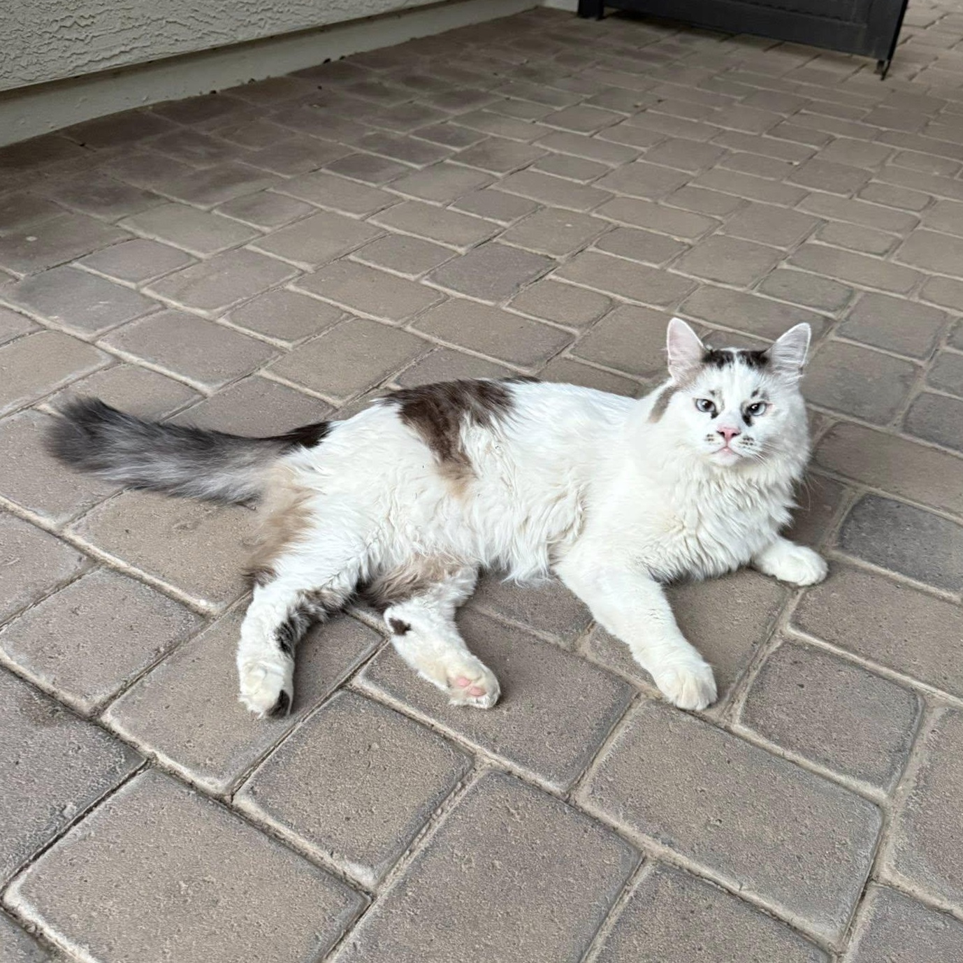 Alaska (Bonded with Licorice)