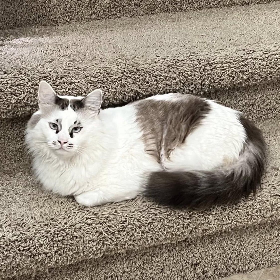 Alaska (Bonded with Licorice)