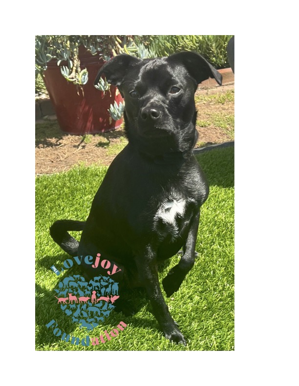 COH Tonka, an adopted Terrier in Inglewood, CA_image-1