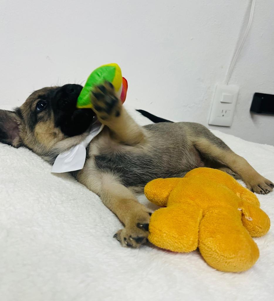 Vito, an adopted mixed breed in Los Angeles, CA image 3/5