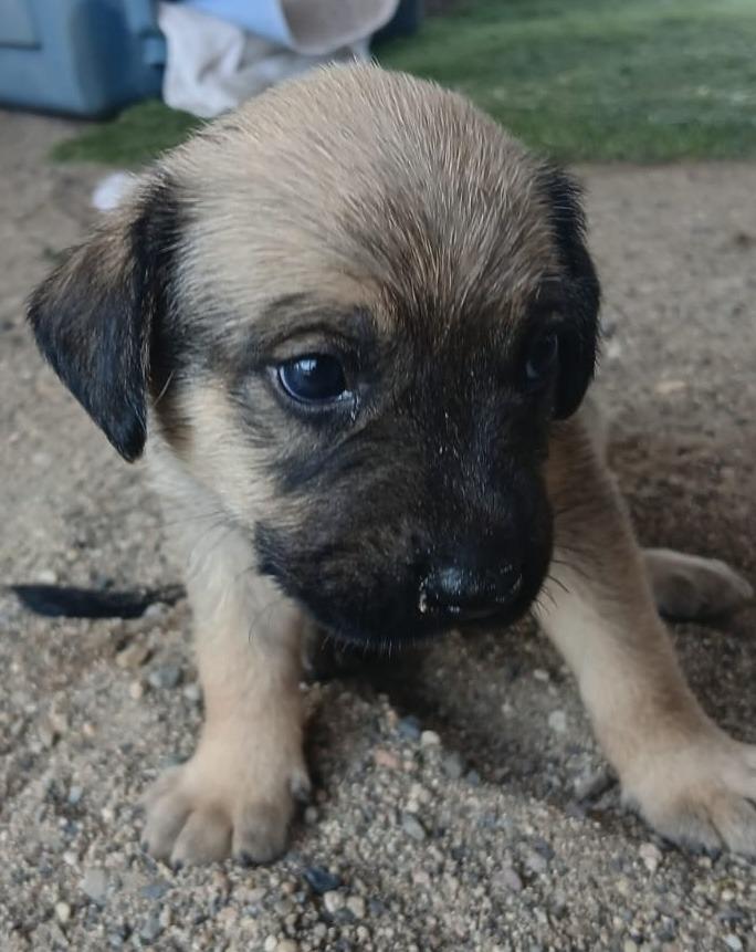 Vito, an adopted mixed breed in Los Angeles, CA image 5/5