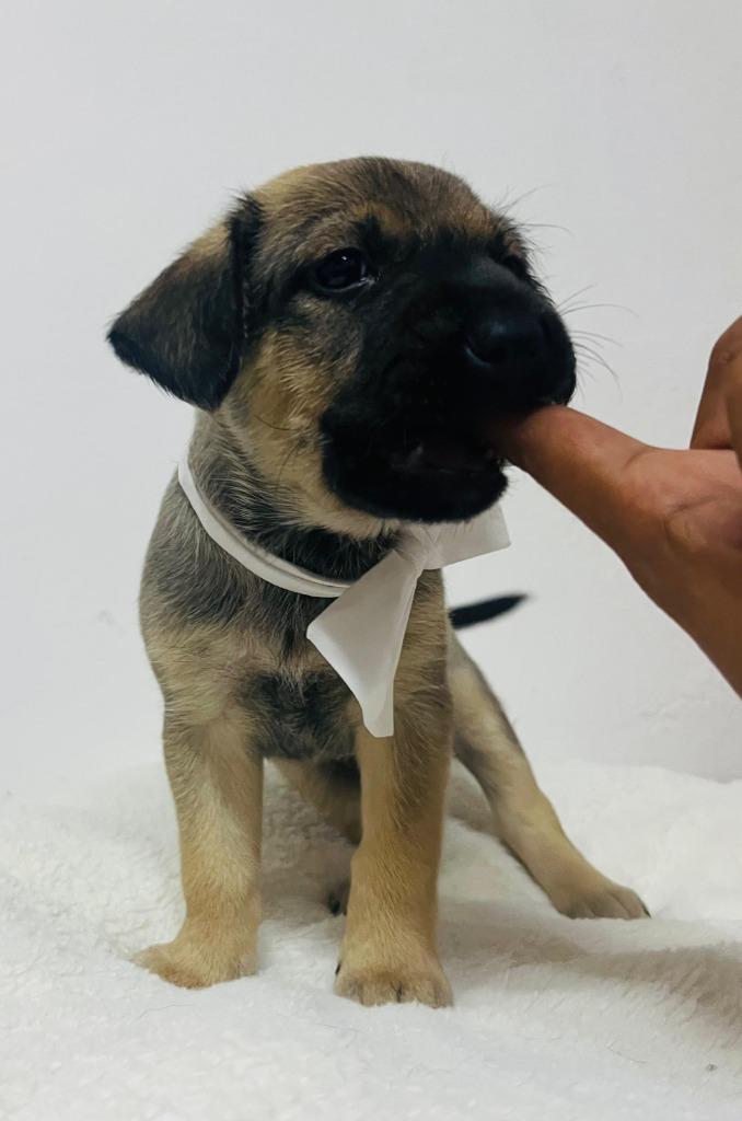 Vito, an adopted mixed breed in Los Angeles, CA image 2/5