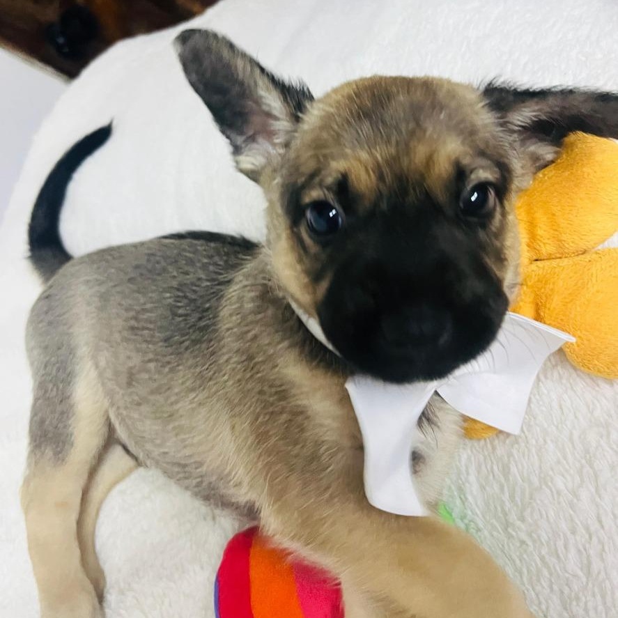 Vito, an adopted mixed breed in Los Angeles, CA image 1/5
