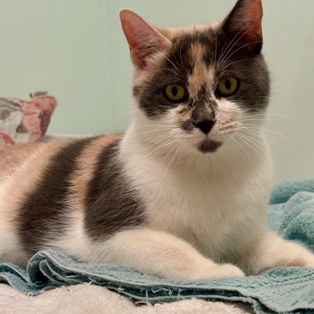 Enlarge Rosebud, a Adoptable Domestic Short Hair in Burlington, ON image 1/3