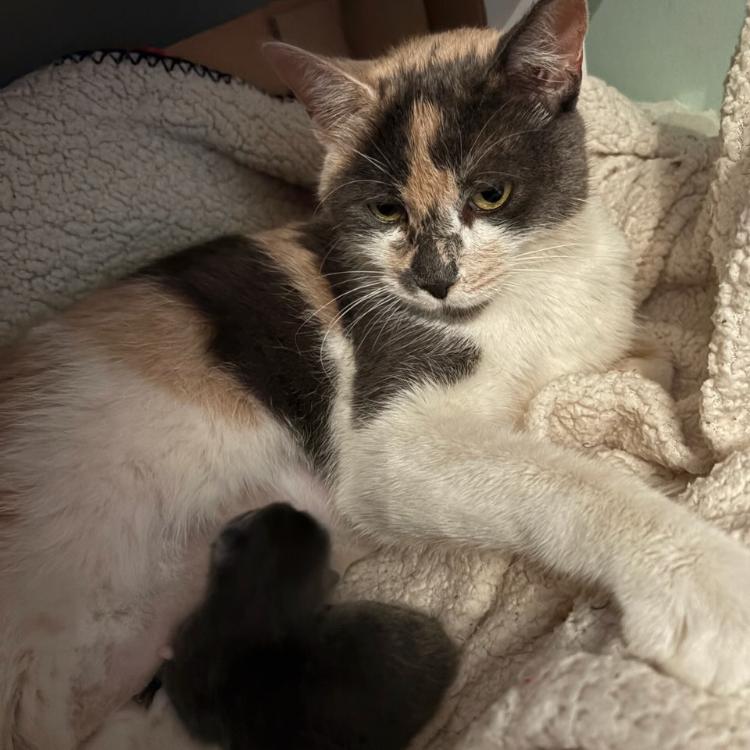 Enlarge Rosebud, a Adoptable Domestic Short Hair in Burlington, ON image 2/3