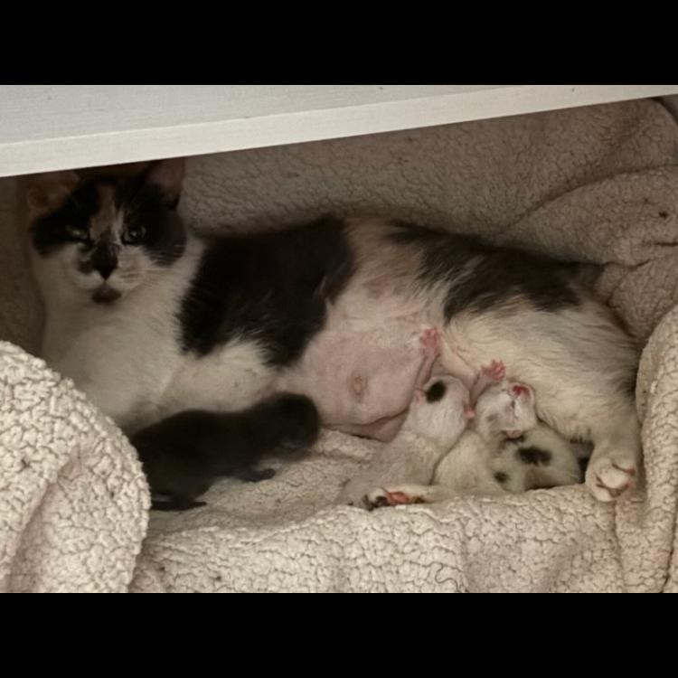 Enlarge Rosebud, a Adoptable Domestic Short Hair in Burlington, ON image 3/3