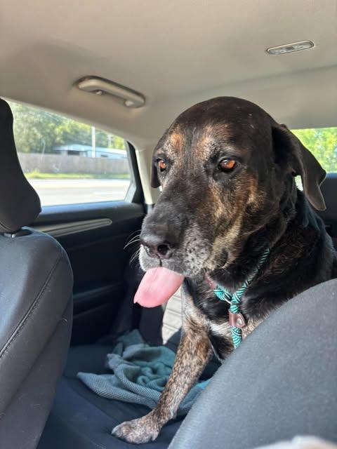 Enlarge Duke, a Adoptable mixed breed in Independence, MO image 4/6
