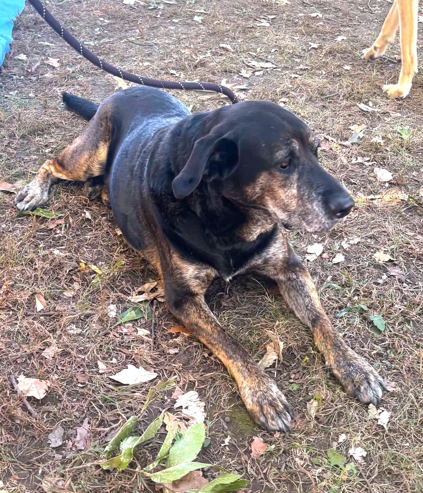 Enlarge Duke, a Adoptable mixed breed in Independence, MO image 6/6
