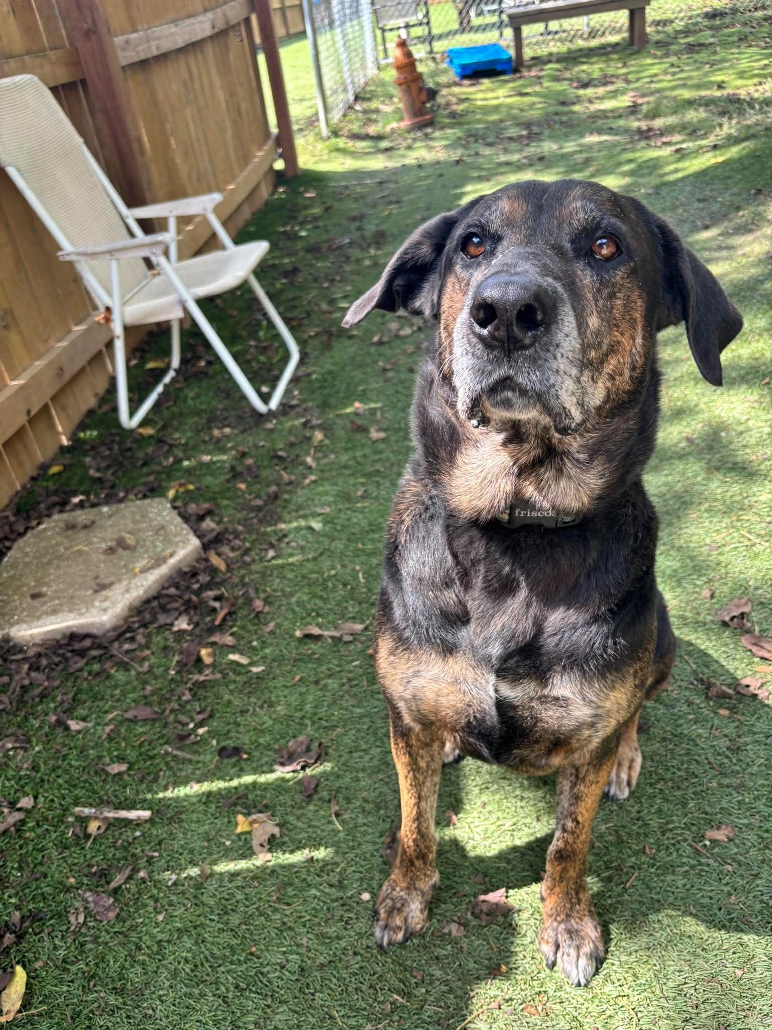 Enlarge Duke, a Adoptable mixed breed in Independence, MO image 2/6