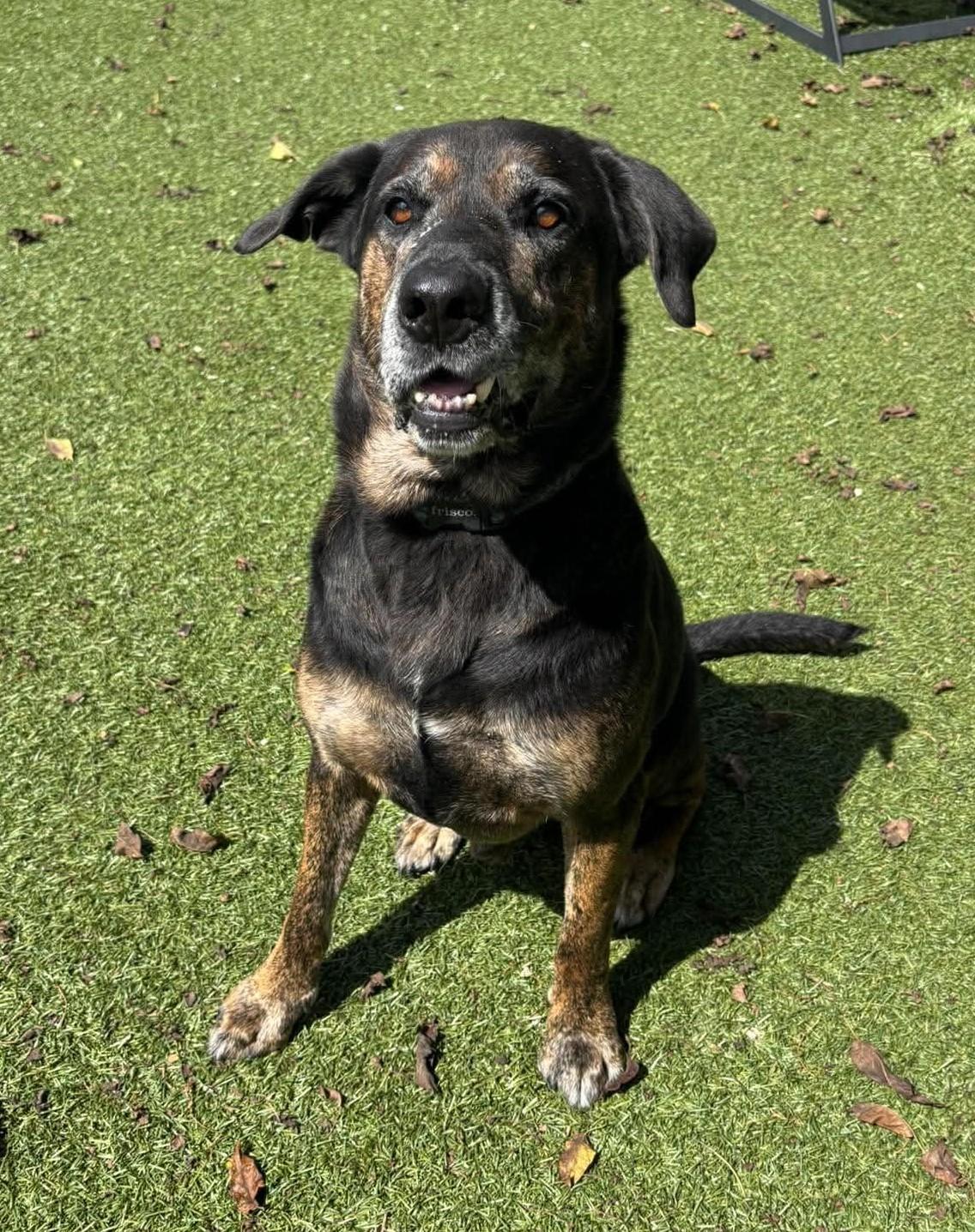 Enlarge Duke, a Adoptable mixed breed in Independence, MO image 5/6