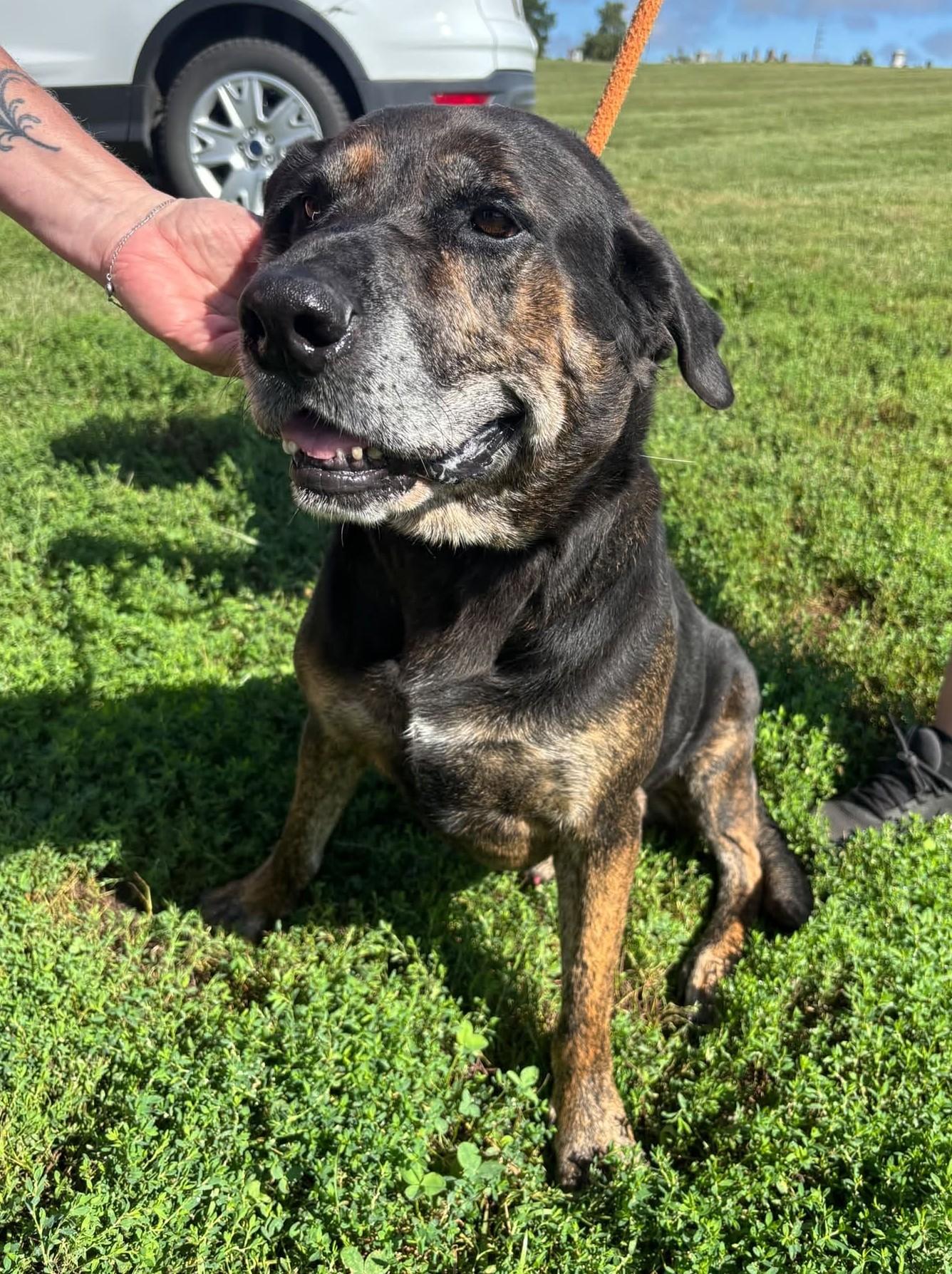 Duke, Adoptable, Senior Male Coonhound.