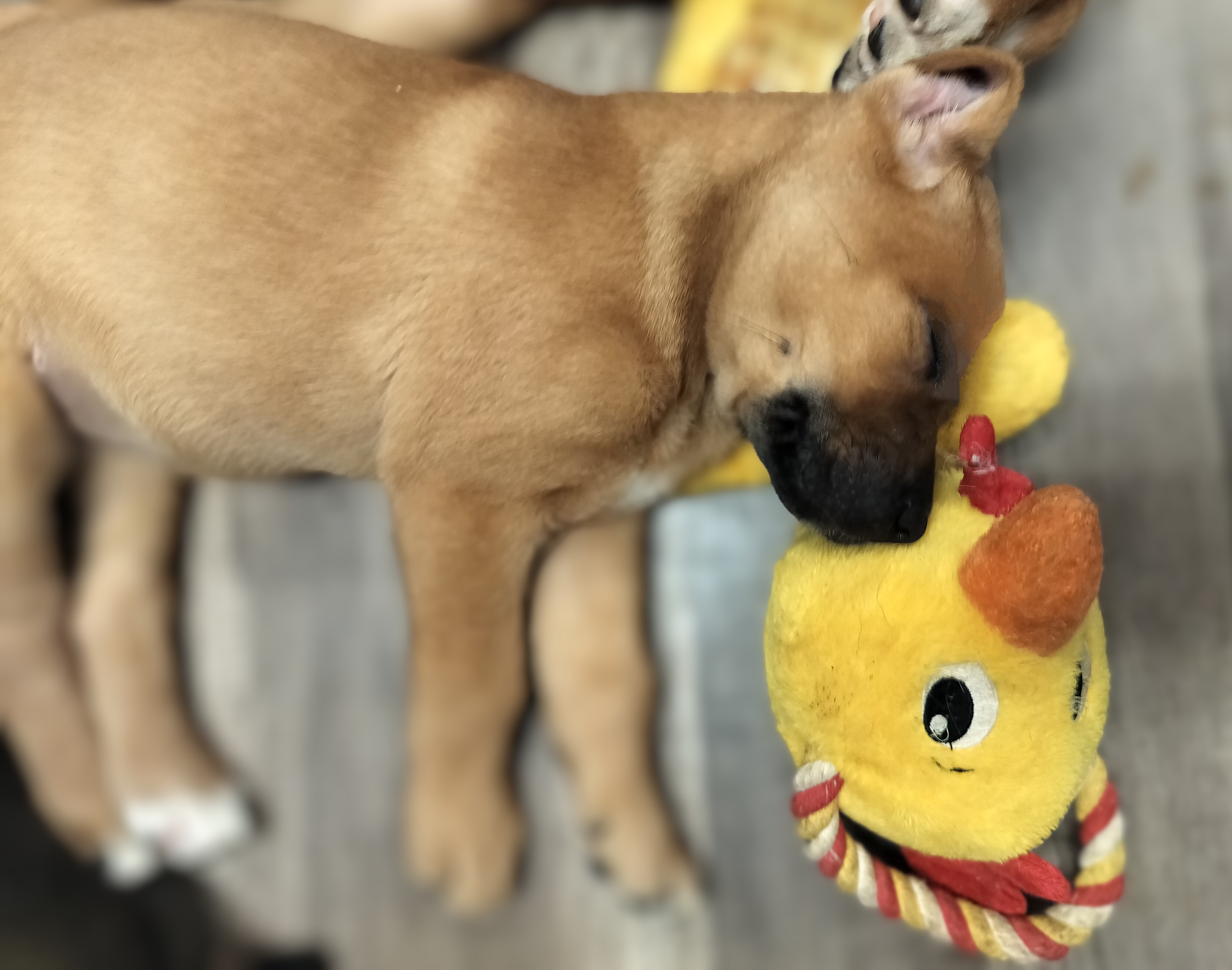 Merri, Adopted, Puppy Female Mixed Breed.