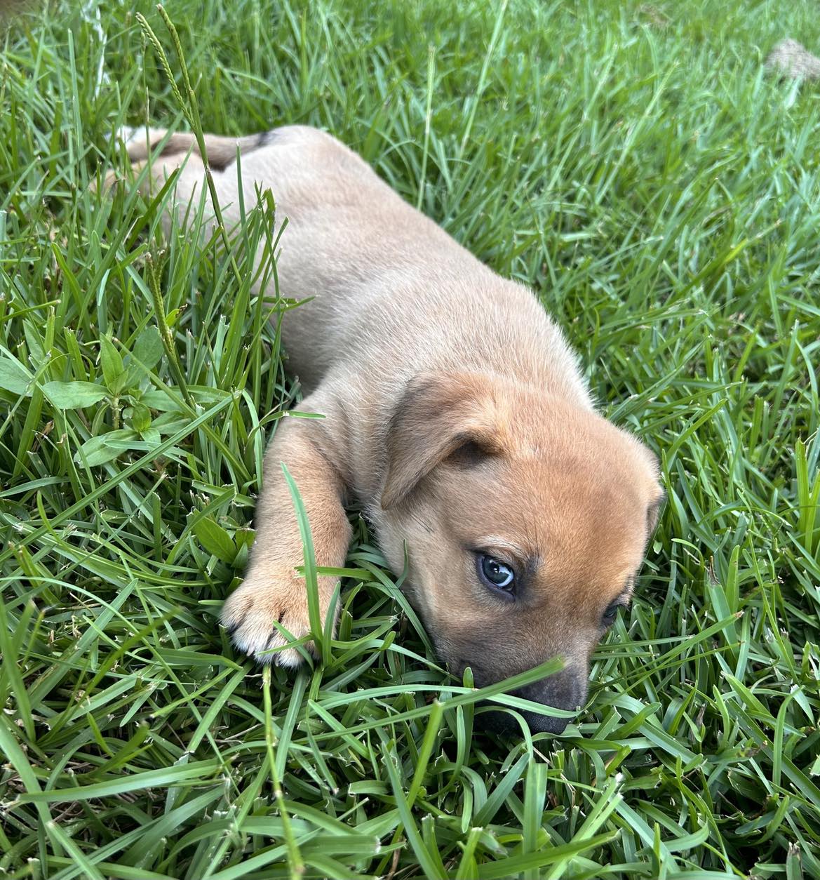 Enlarge Merri, a Adopted Mixed Breed in Carson, MS image 2/3
