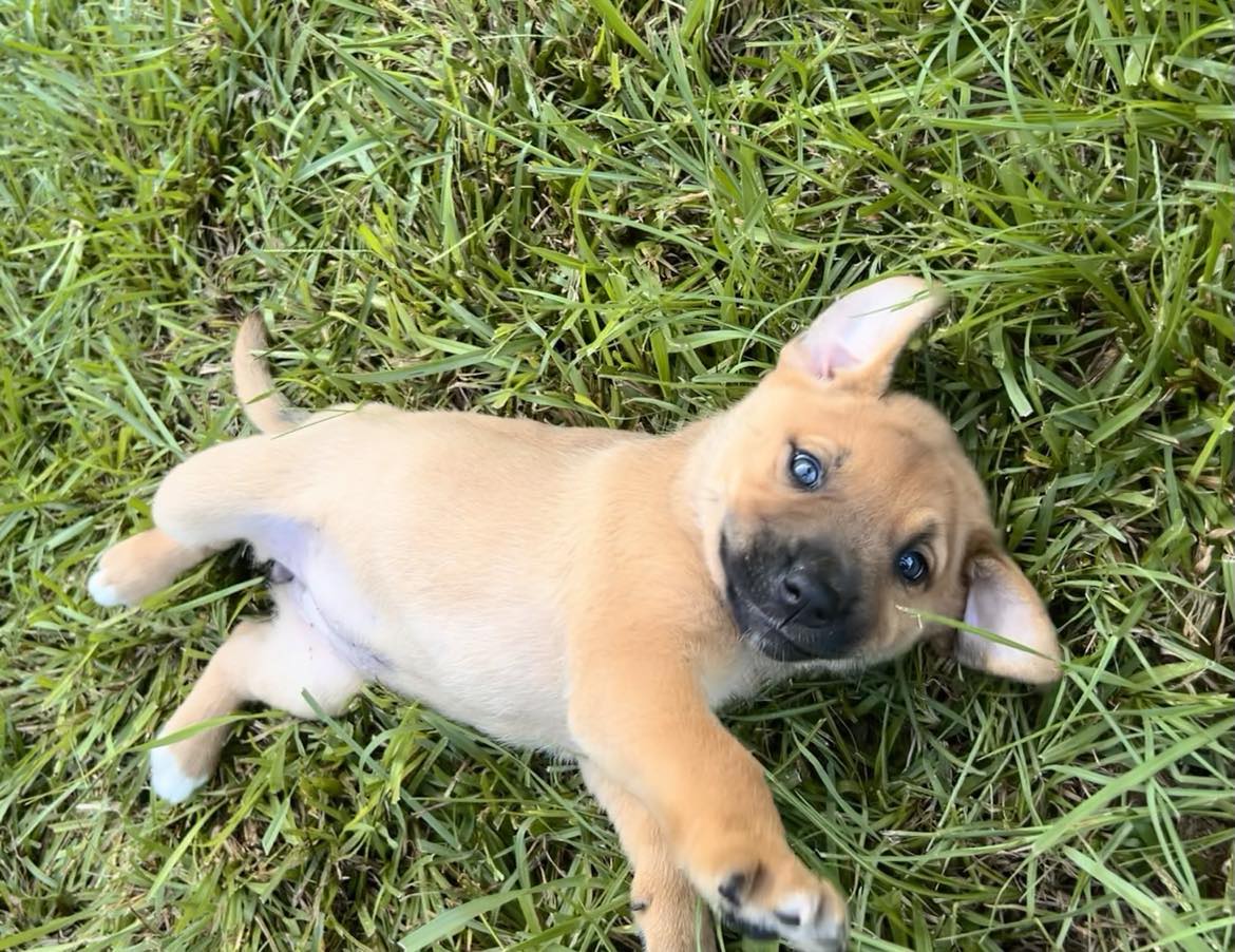 Enlarge Merri, a Adopted Mixed Breed in Carson, MS image 3/3