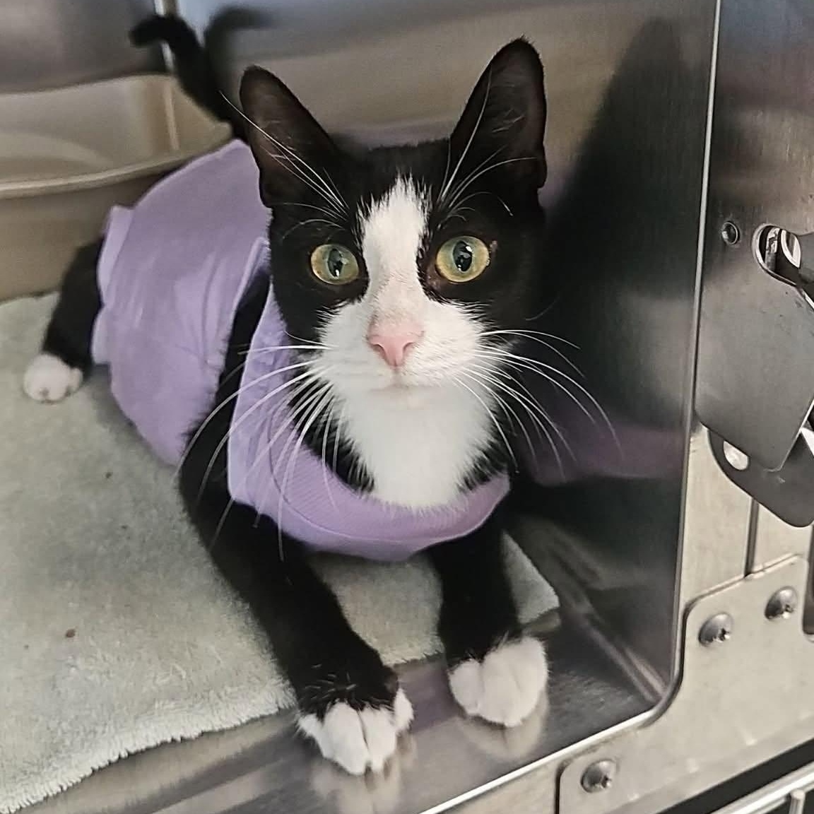 Coco Cola, a Adoptable Domestic Long Hair in Richboro, PA image 1/3
