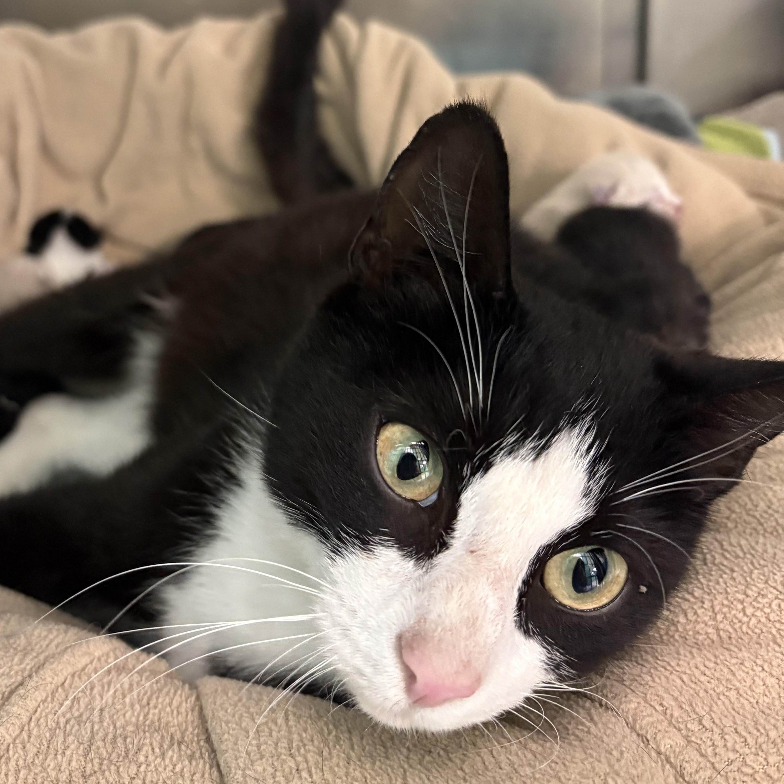 Coco Cola, a Adoptable Domestic Long Hair in Richboro, PA image 3/3