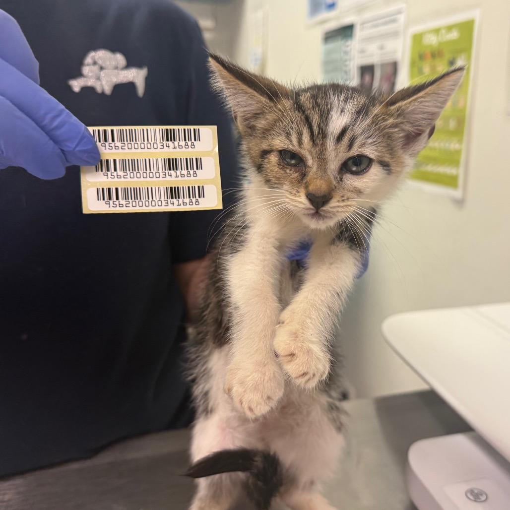 Brady, Adoptable, Kitten Male Domestic Medium Hair.